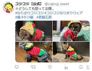 20241129_cojipet_mihon1.jpgのサムネイル画像